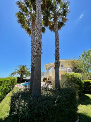 3 large palms
