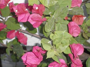 Tropical flowers adorn the house.