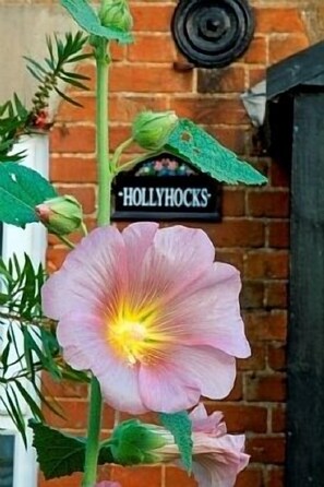 Hollyhocks in front garden