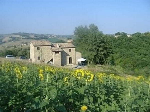 House in Summer