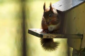 Red Squirrel