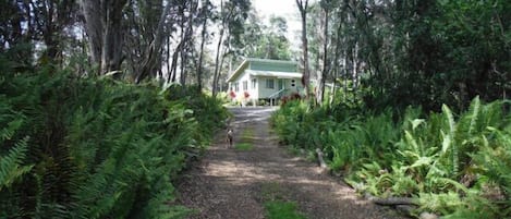 Driveway to cabin