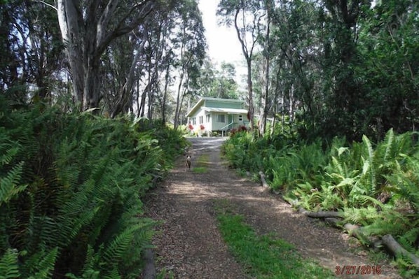 Driveway to cabin