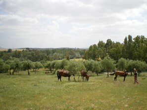 Jardines del alojamiento