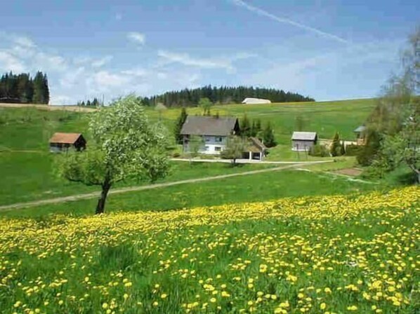 Direkte Umgebung des Objekts. Frühling im Hochschwarzwald. Die Wiesen ums Haus blühen gelb.