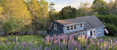 In June with lupins blossoming