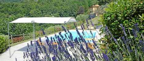 Lavander&pool