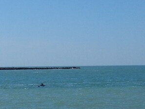 Dolphins viewed from the balcony & pool deck area