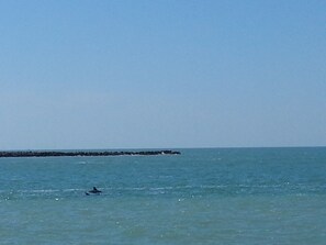 Dolphins viewed from the balcony & pool deck area