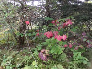 Flowers at Clingman's Dome