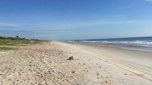 Looking north, miles of pristine beach along a FL nature preserve