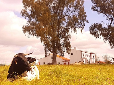 Rural house Finca los Llanos from 8 to 25 people