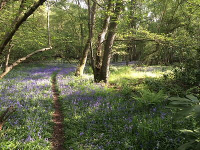 Escape to the country.  A Secluded Village Cottage, Pretty Garden Position