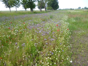 Terrain de l’hébergement 