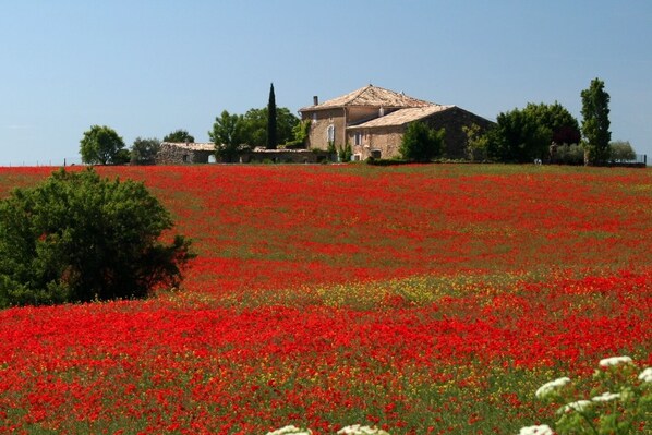 La bastide au milieu des coquelicots