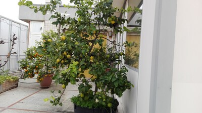 FLOWER HOUSE. PENTHOUSE WITH PANORAMIC LEVEL TERRACE