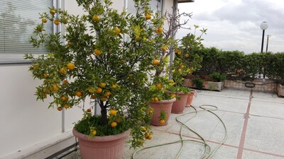 FLOWER HOUSE. PENTHOUSE WITH PANORAMIC LEVEL TERRACE