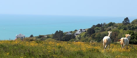 VUE DE LA TERRASSE DU MOBILHOME
