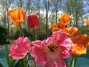 spring tulips