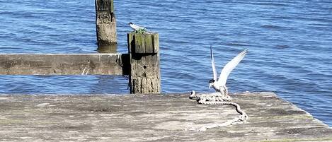 These little birds keep you company on the pier!