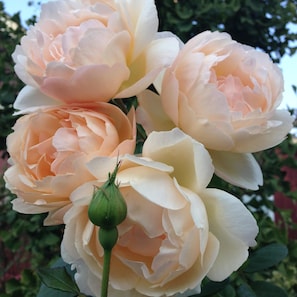 Old Wollerton Hall Roses have a delicate musky scent, in shades of peach & pink