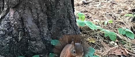 Nutty Squirrel