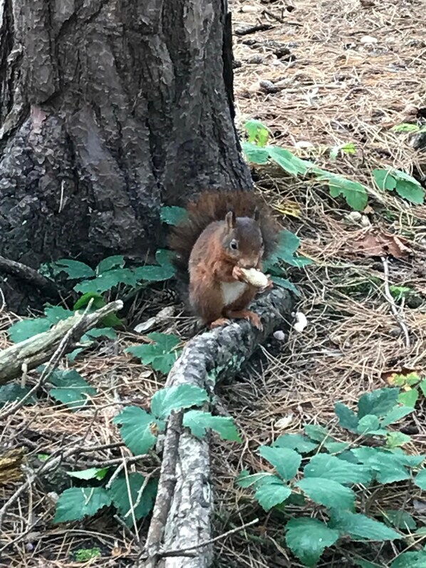 Parco della struttura