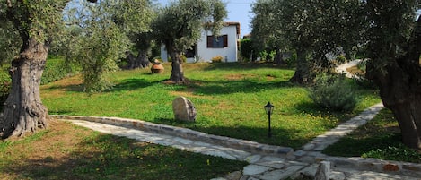 Garden - Olive grove