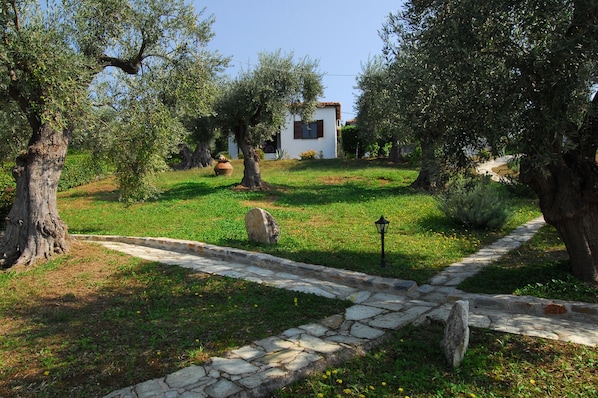 Garden - Olive grove