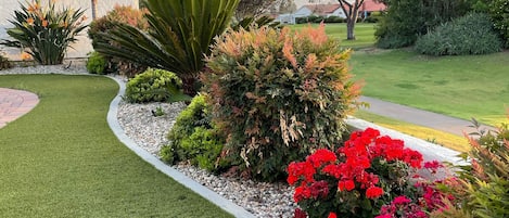 Back yard with flowers in bloom 
