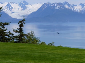 Grewinck Glacier and Kachemak Bay