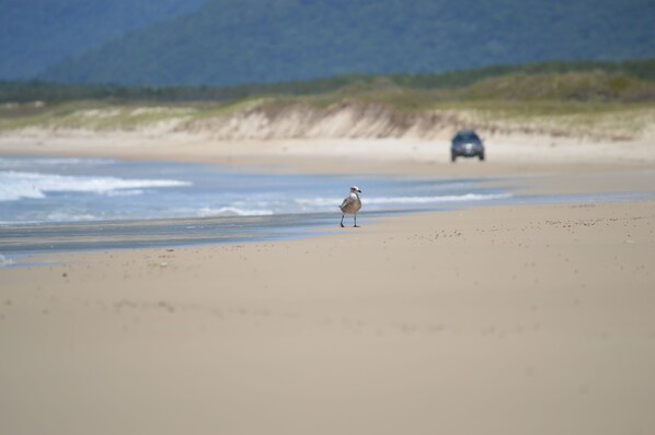 Strand