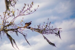 Osprey looking for fish behind the house.