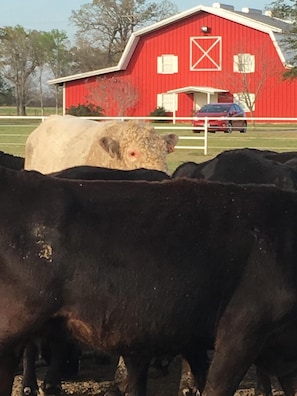 Big Red Barn, where you will sleep