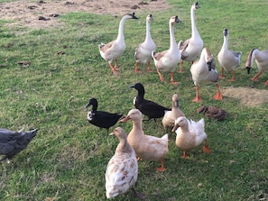 Geese, ducks, chickens, gunney, dogs and cats wondering about
