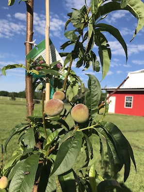 Peach tree and barn