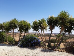 Yuccas lining the driveway