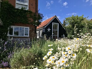 Daisies in abundance