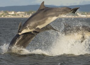 Dolphins at Chanonry Point.
