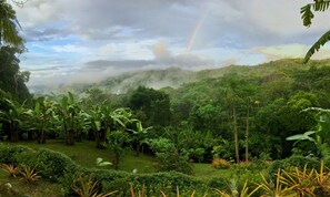 Rainbow over the jungle 