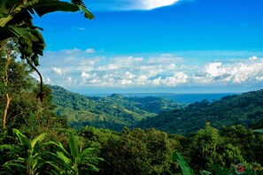 Ocean and jungle view from front patio 