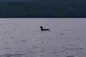 Loon on Long Pond