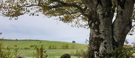 Overnatningsstedets område