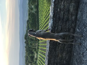 Vue depuis la terrasse de la cuisine
