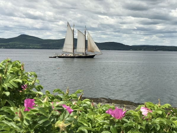 Windjammers and wild beach roses