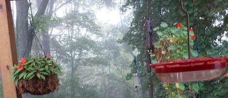 Summer view of the deck from the kitchen on an early foggy morning