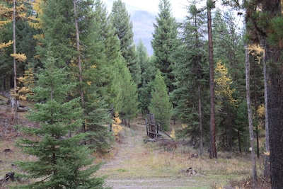 Rustic cabin hidden among the pines.