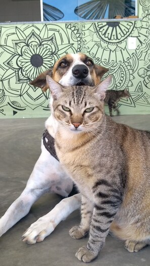 Pet-friendly