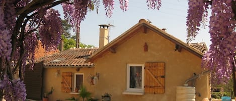 Façade ouest sous la glycine rose