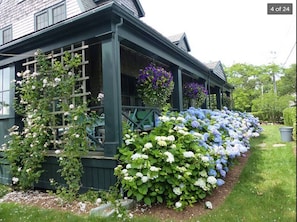 Front porch hydrangeas